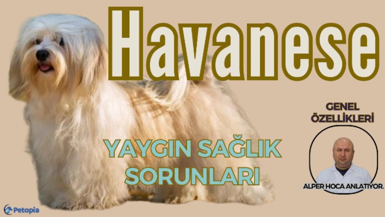 Havanese Irkı Yaygın Sağlık Sorunları