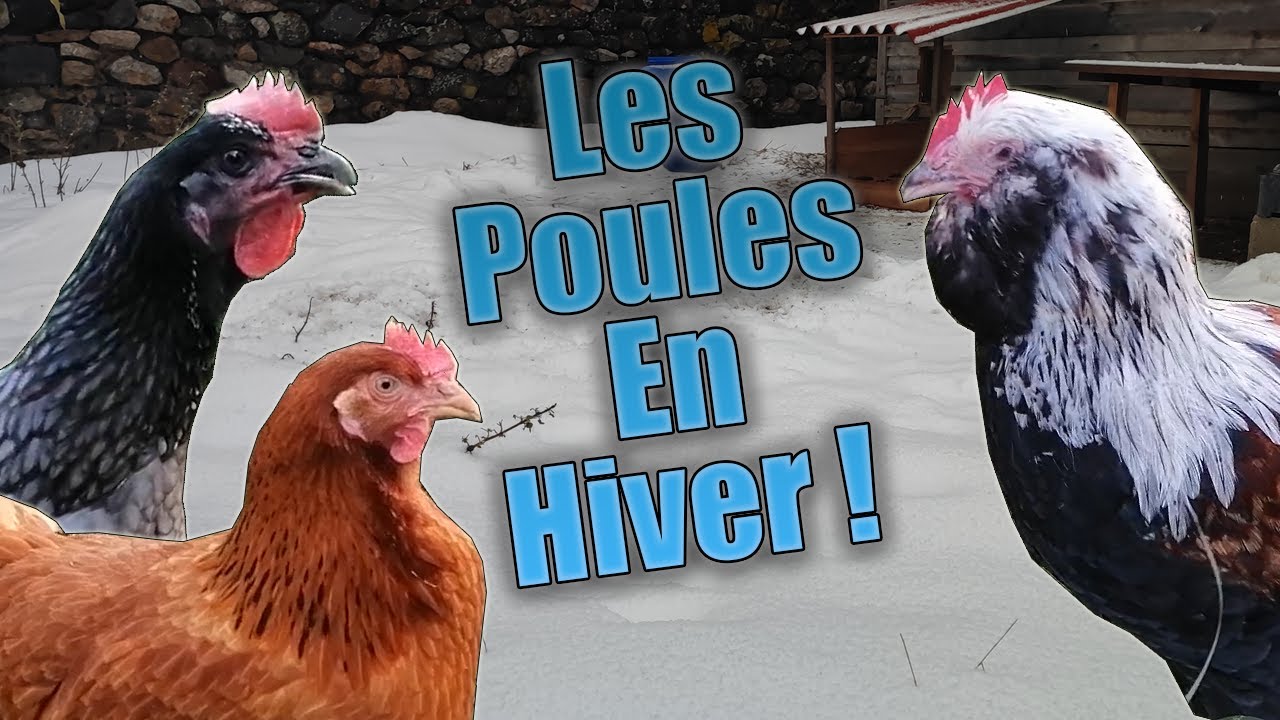 Les poules en hiver.
