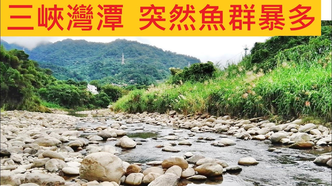 三峽灣潭 突然魚群暴多 @水質變清澈 這三年來最棒ㄉ一次