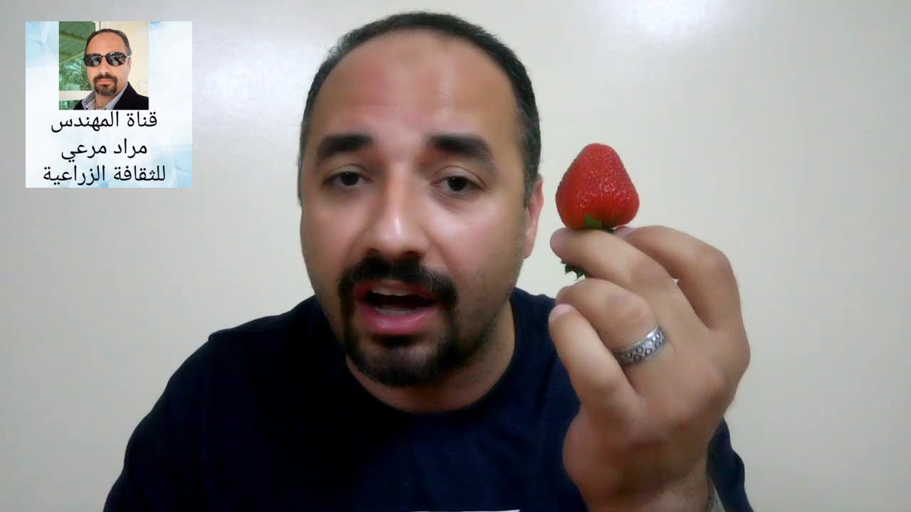 فراولة او فريز وطرق تكاثر من بذرة لثمرة   Strawberries حلقة 233