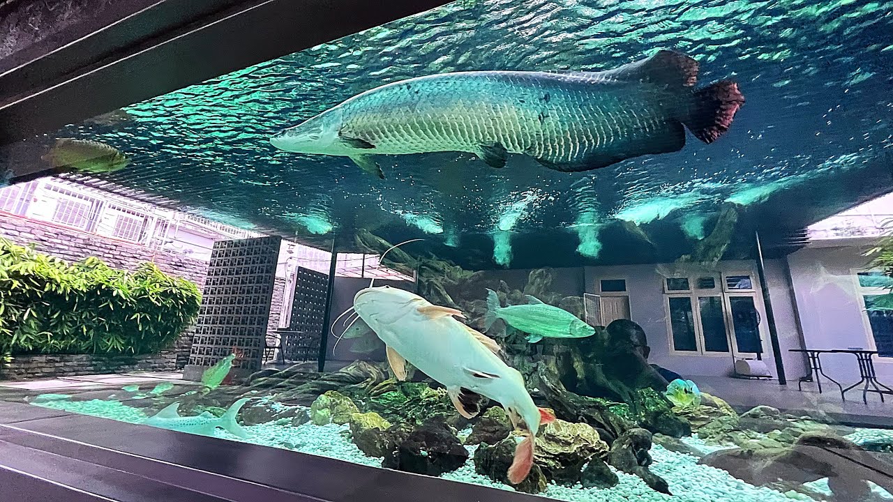 MEGATANK 100TON : THE NEW LOOK OF MONSTER FISH TANK