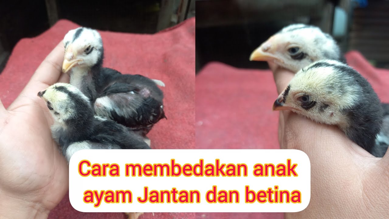 Cara membedakan anak ayam jantan dan betina