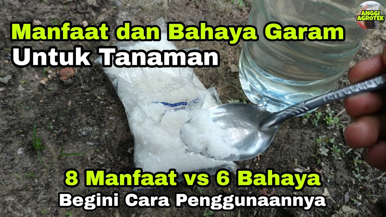 Manfaat Garam untuk Tanaman dan Cara Menggunakannya | Bahaya Garam