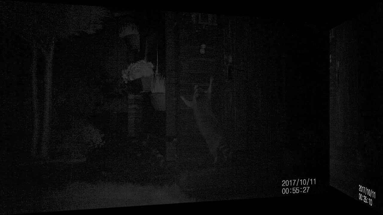 Waschbär, Fuchs und Igel - nächtliche Beobachtungen mit der Wildkamera.