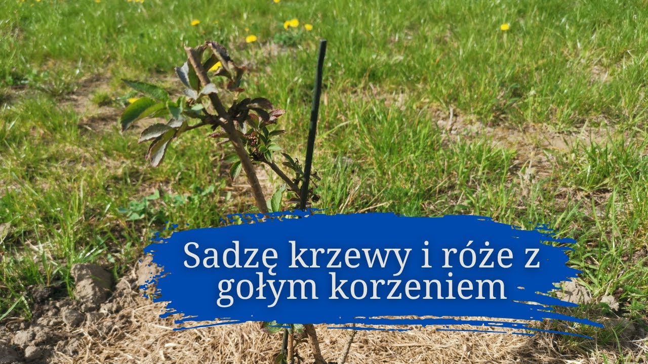 Sadzę krzewy i róże z gołym korzeniem  |  róże konfiturowe