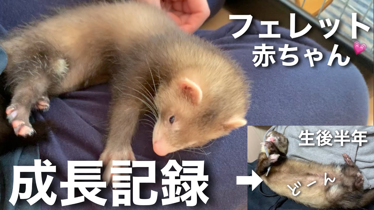 【フェレット】お迎え〜生後6ヶ月までの成長記録【赤ちゃん】【ferret】