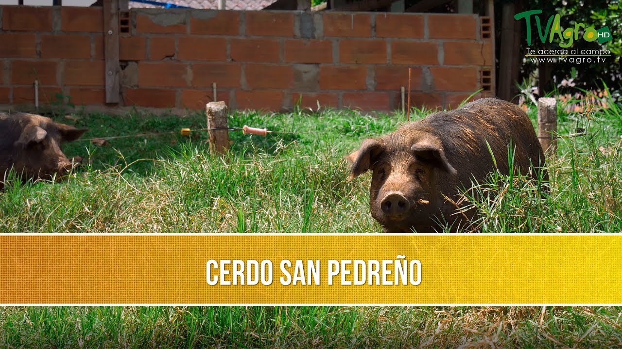 Proceso de la Cría de Cerdos - TvAgro por Juan Gonzalo Angel Restrepo