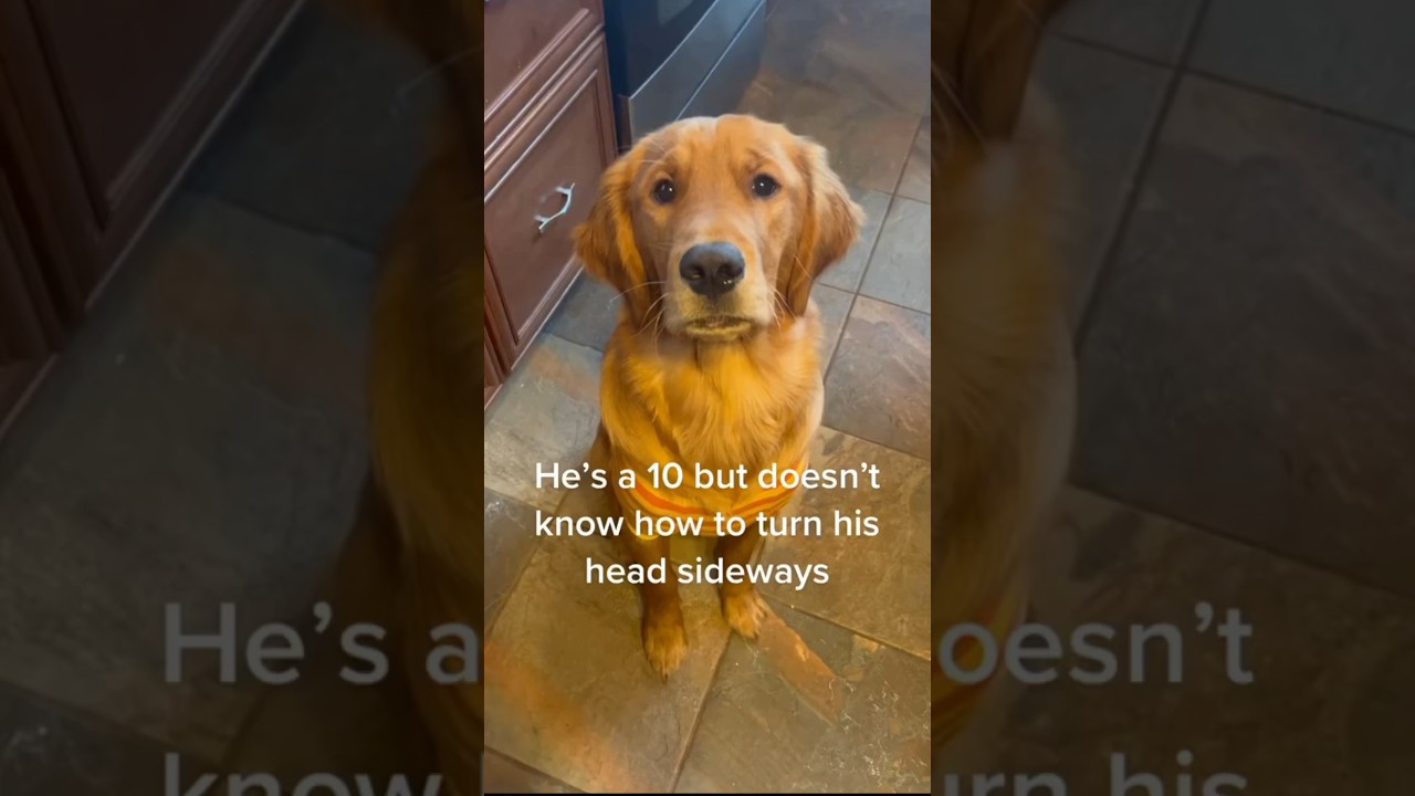 This golden retriever isn&rsquo;t the smartest 😂