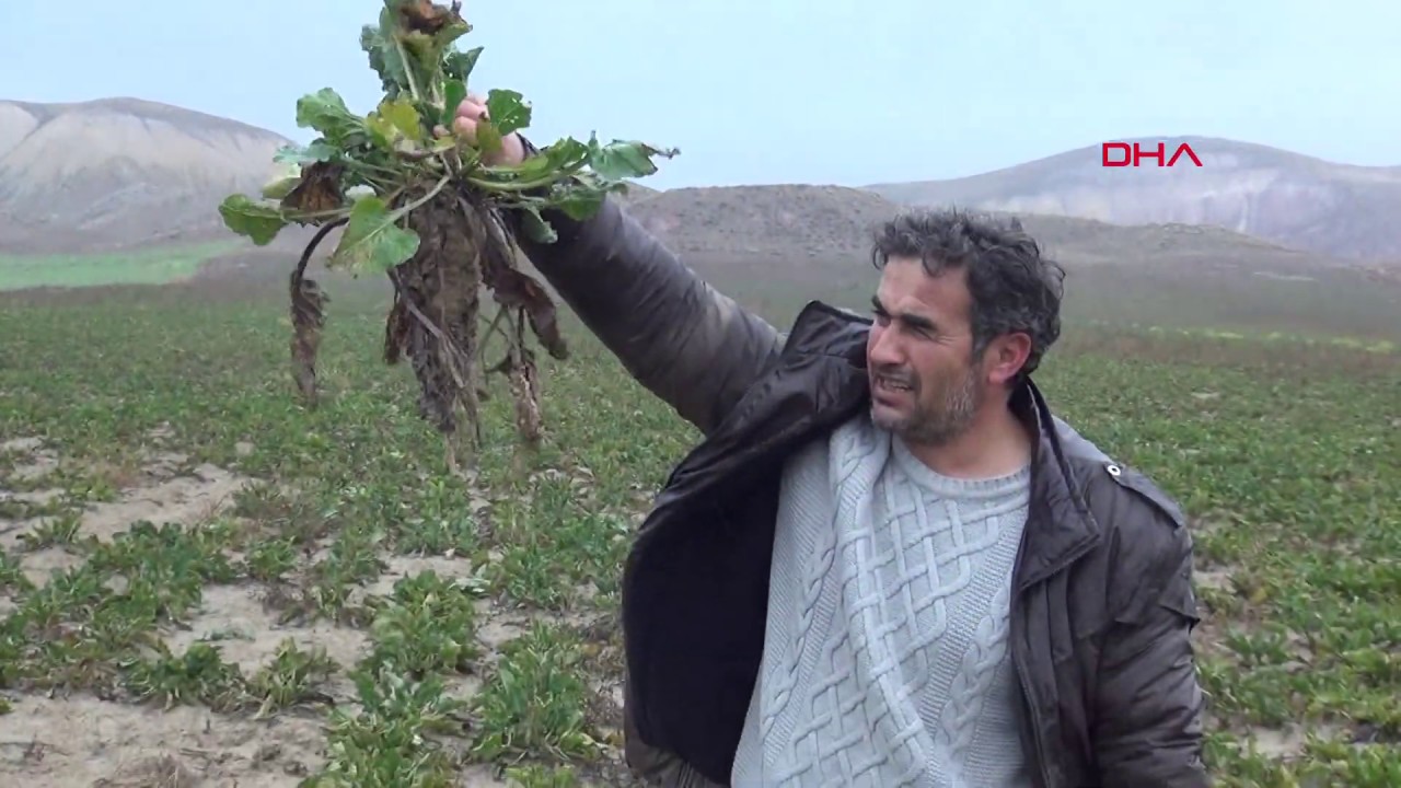 Yozgat'ta 800 ton şeker pancarı tarlada kaldı