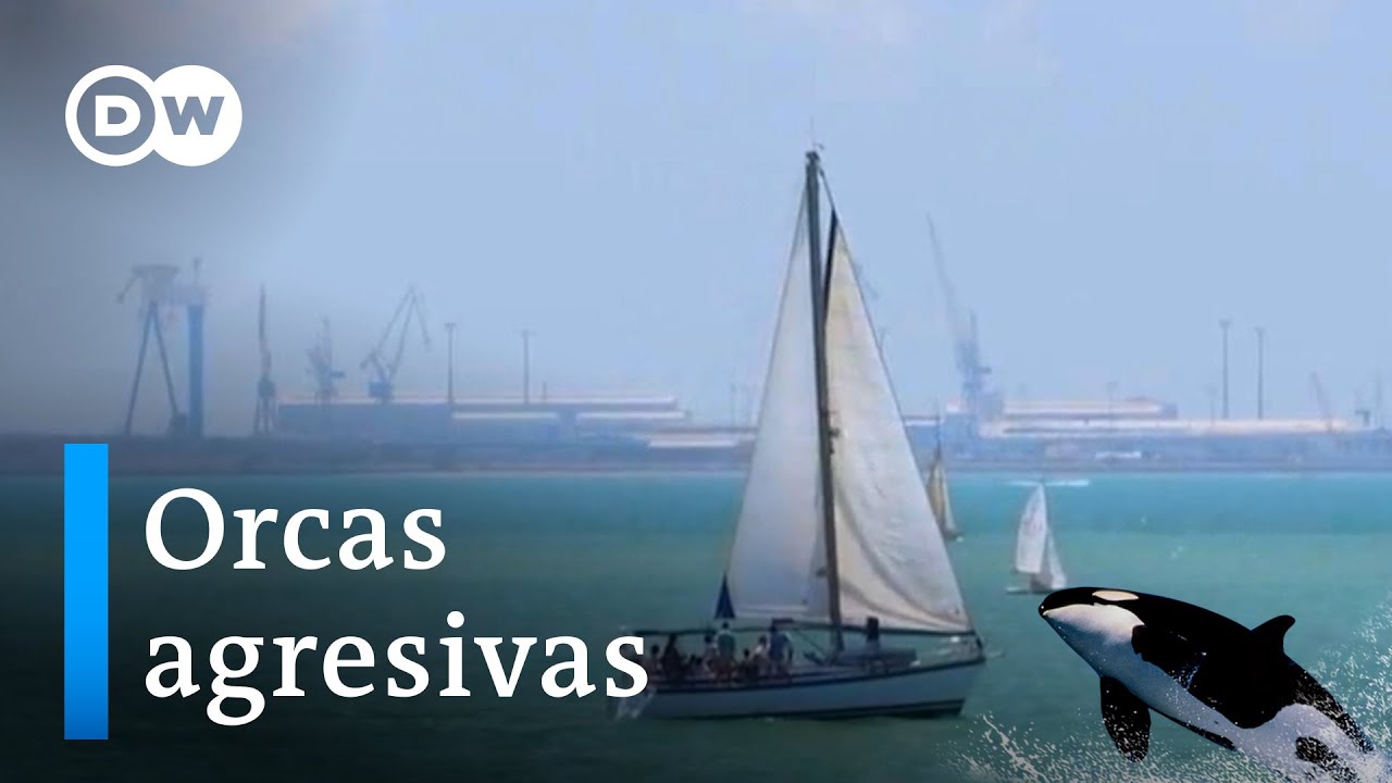España: el ataque de las orcas