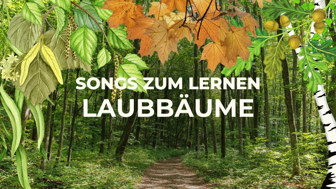 Laubb&auml;ume erkennen und Bl&auml;tter bestimmen LERNSONG