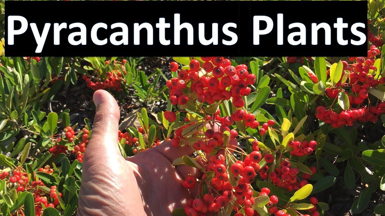 Identify Pyracantha Plants - Firethorns, Koidzumii,  Victory, Santa Cruz, Coccinea, Angustifolia