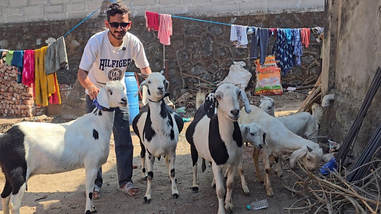 270 Per KG🤯 Jungle Ghoust🔥 Sabse Sasta Set Chanas Looto Aur Shouk Karo || Nawaz Bhai Uran Mumbai ||