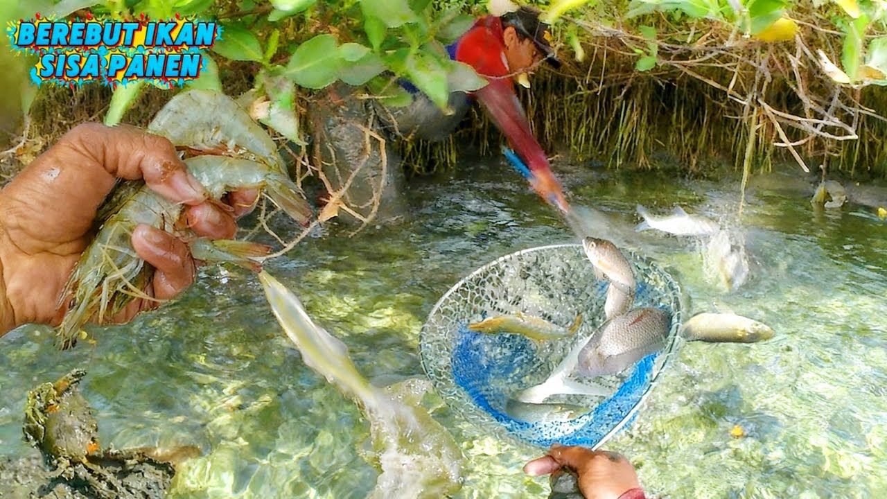 ALHAMDULILLAH REZEKI MENGALIR LAGI BAK SUNGAI YANG MENGALIR 🤲 REZEKI SISA PANEN IKAN YANG LUAR BIASA