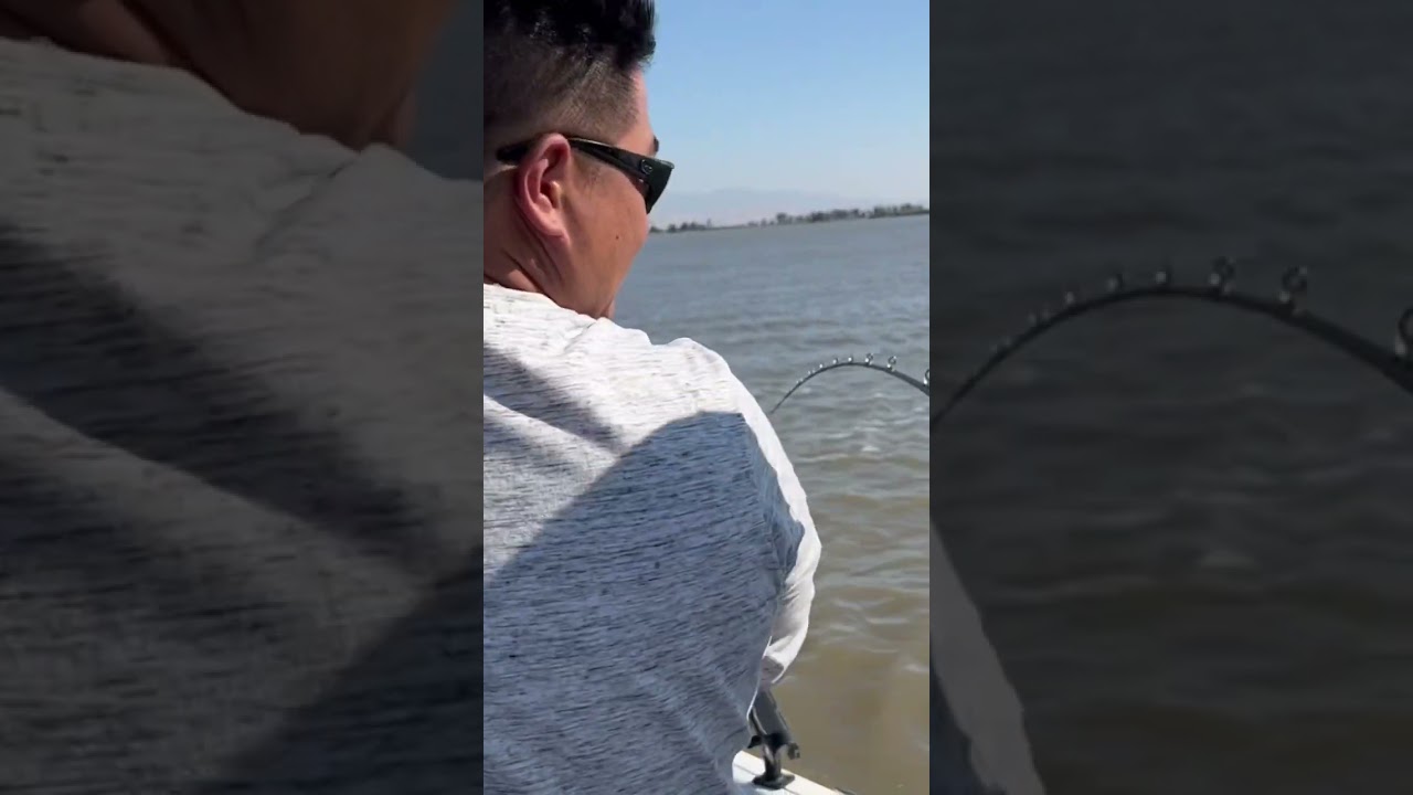 Huge White Sturgeon , Montezuma Slough !