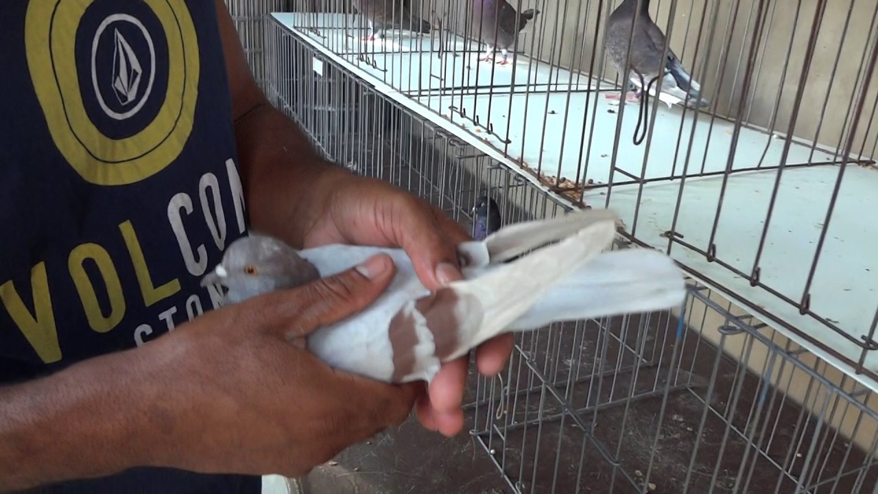 Indigo and Andalusian Roller Pigeons