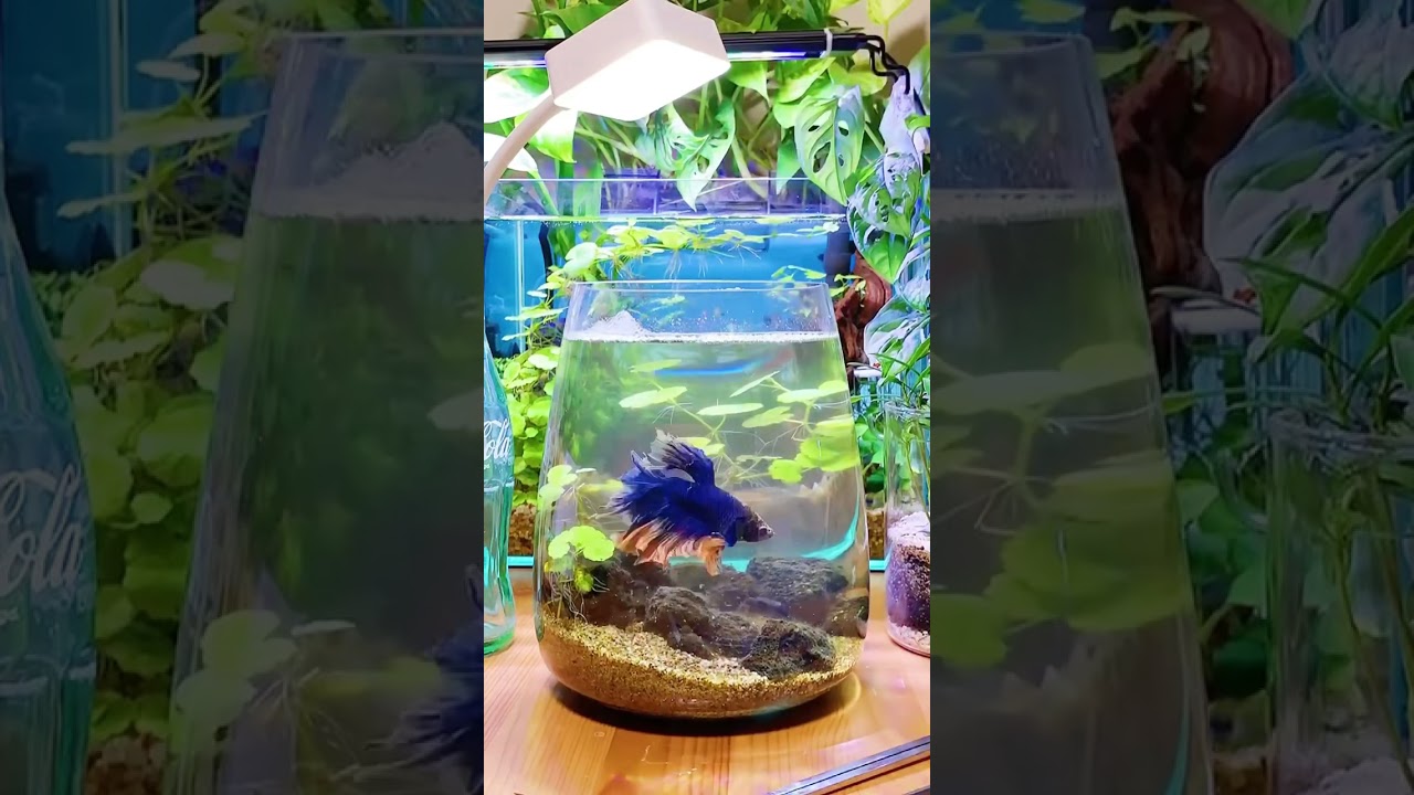 How to clean betta tank? #shorts #betta