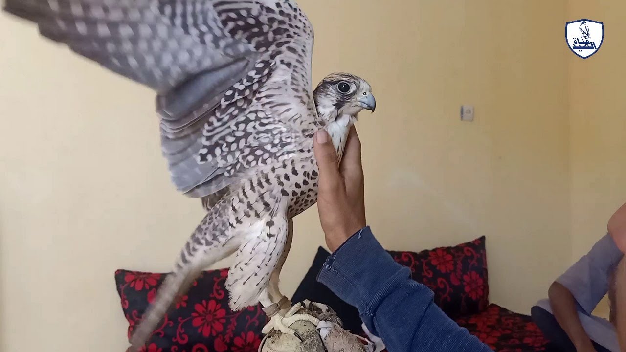 تدريب الصقر من يوم صيده الى يوم الهدد فديو كامل