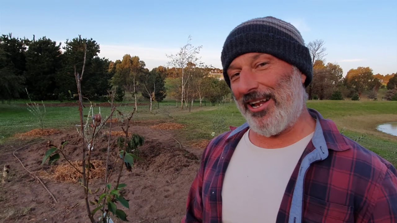 Planting my garden with citrus and olive trees