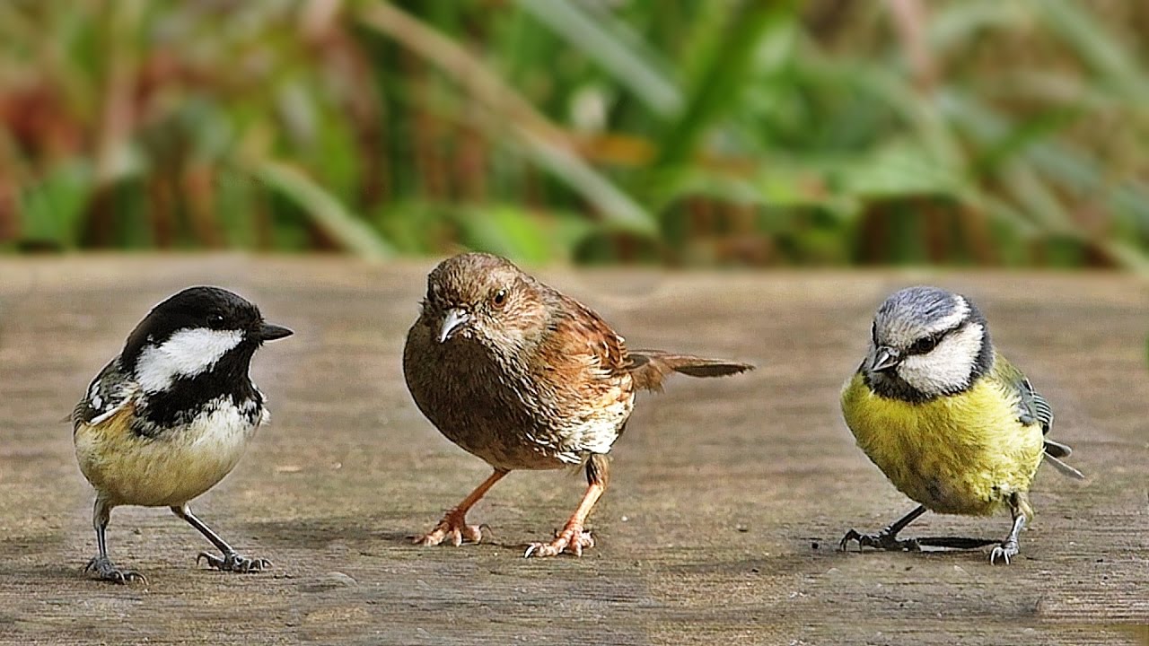 Sons d'oiseaux de la forêt