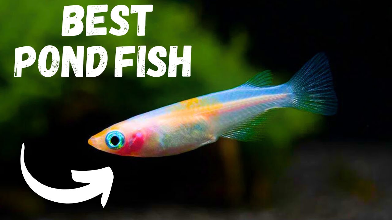 Top 5 BEST Fish For Ponds