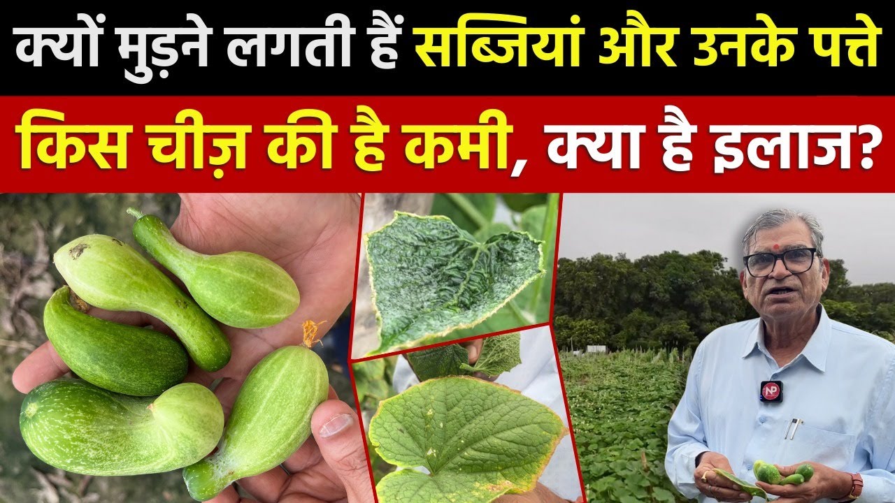 Nutrient Deficiency in Vegetable Crop | Symptoms Treatment | पौधे में पोषक तत्व Boron Calcium की कमी