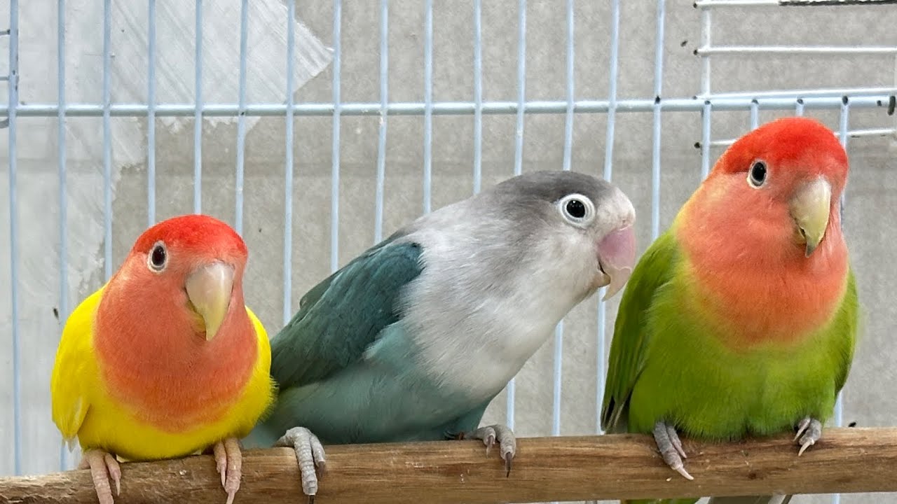 Melodious Lovebirds Singing | Natural Birdsong for Stress Relief