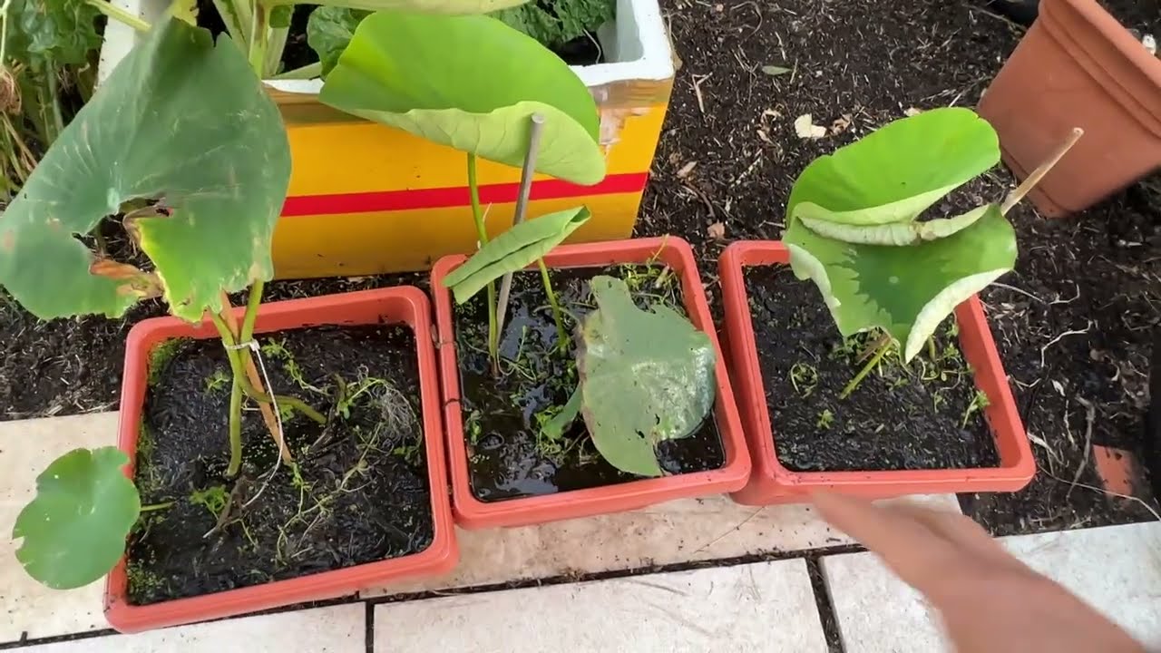 Hoa sen hồng và đỏ được chia thành nhiều chậu nhỏ - Cuộc Sống Ở Úc 🇦🇺 