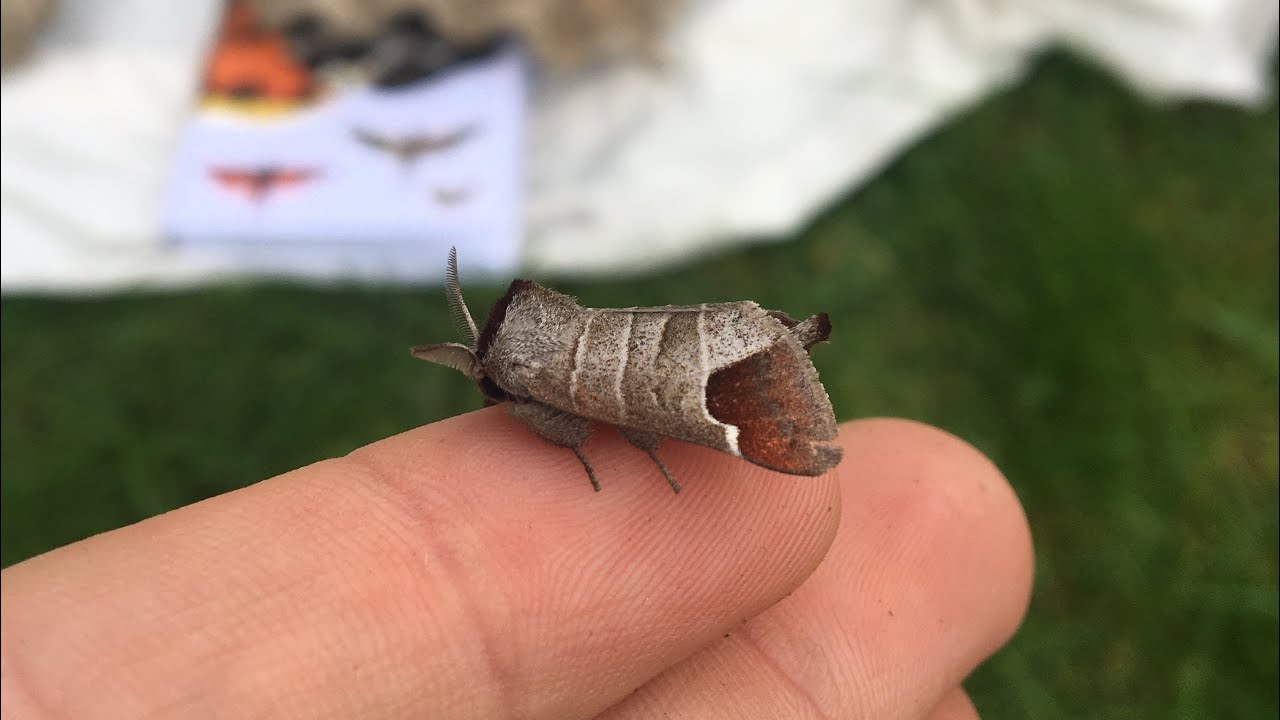 Moth trap April 26th 2025