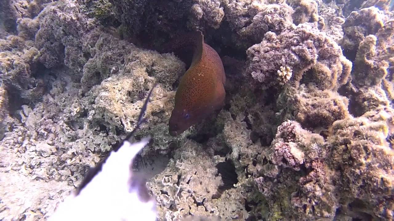 Moray Eel in Moorea - Polynesia