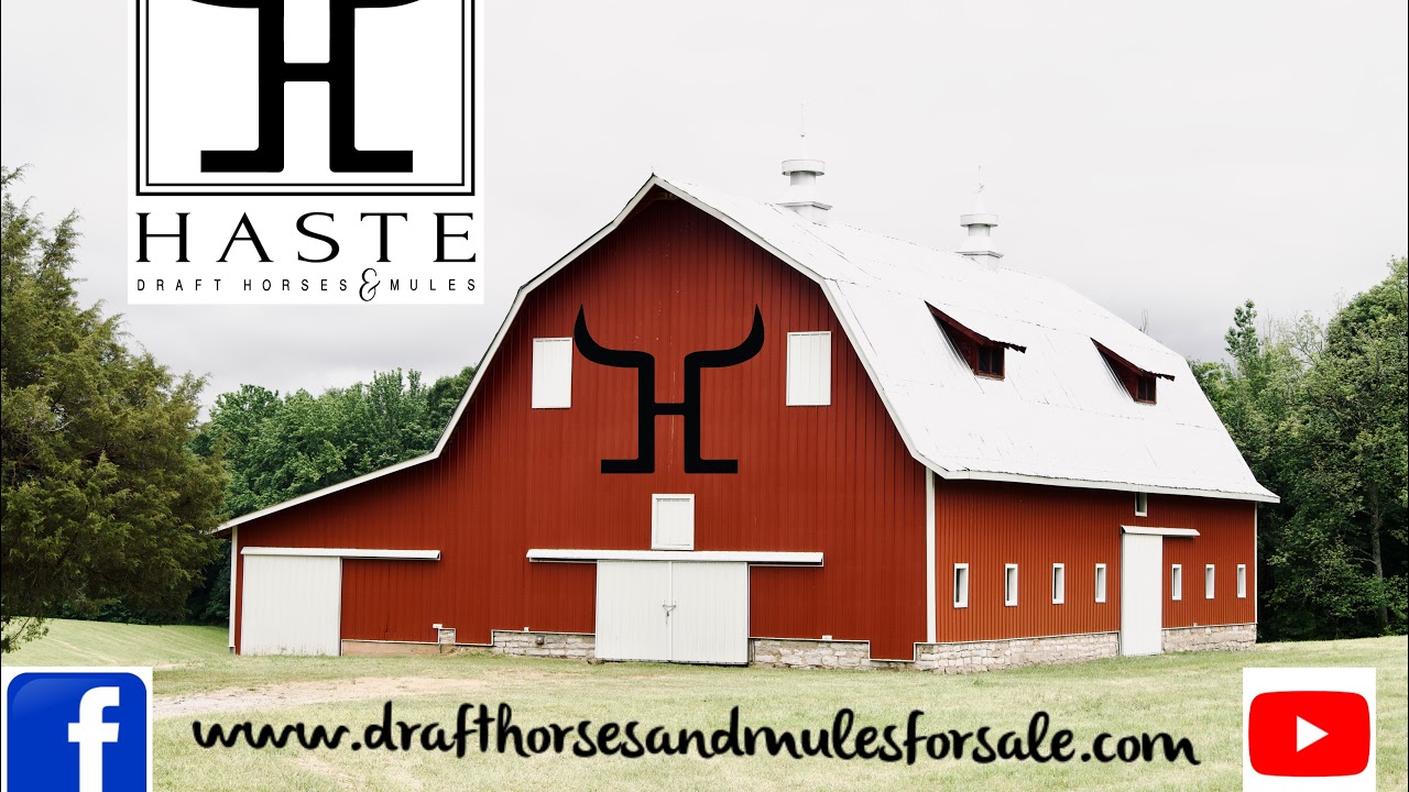 Haste Draft Horses & Mules Live Stream