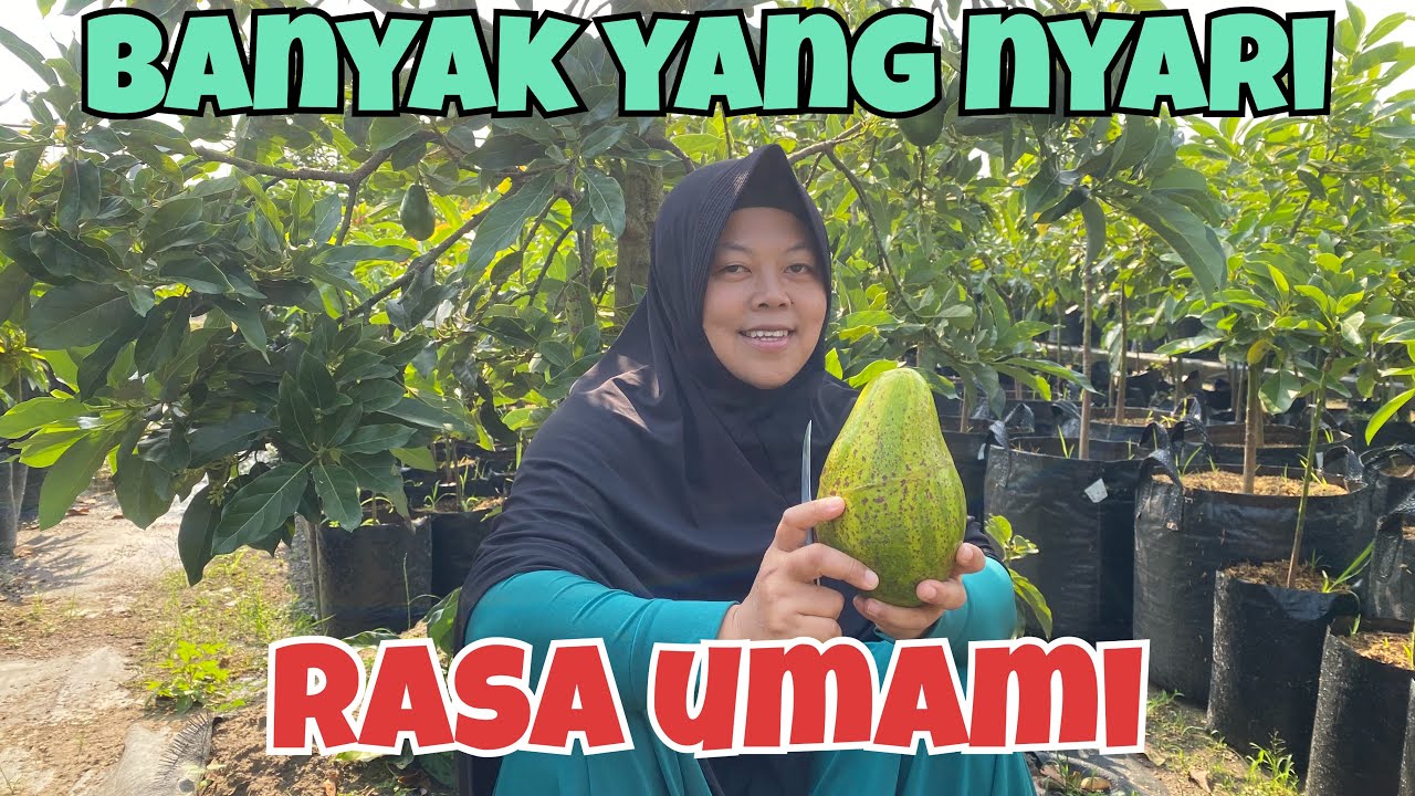 REVIEW ALPUKAT VARIAN BARU LAGI SIMMONDS AVOCADO