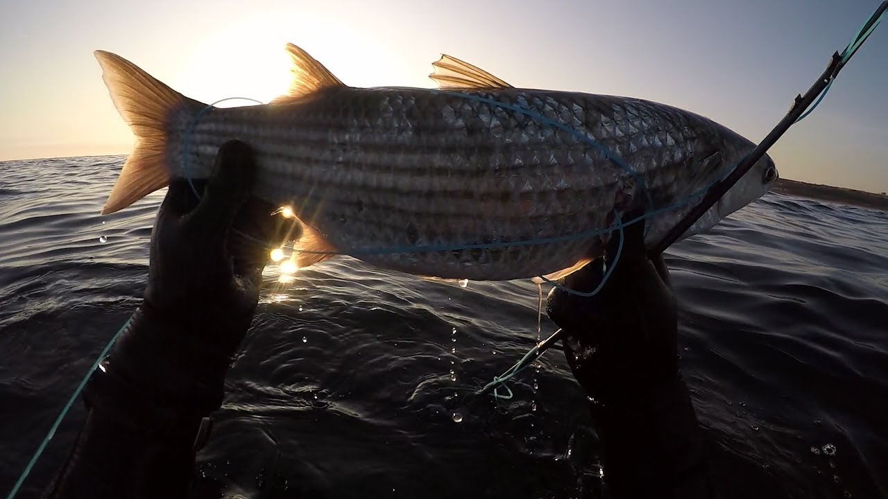 South Wales Spearfishing