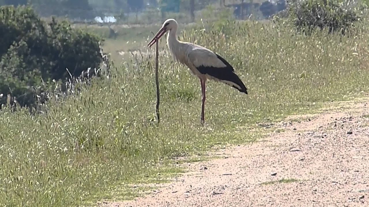 cigogne et couleuvre