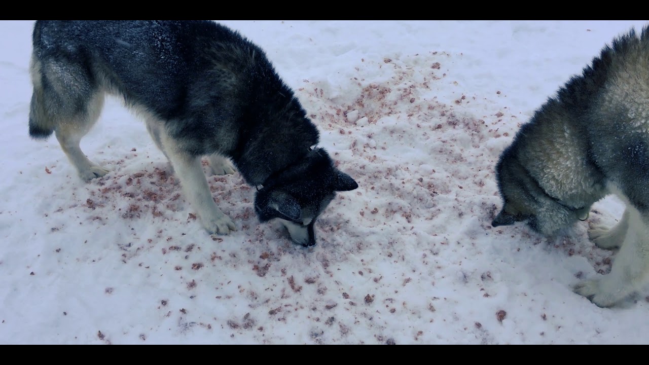 Schlittenhunde Tour Schweden 2020