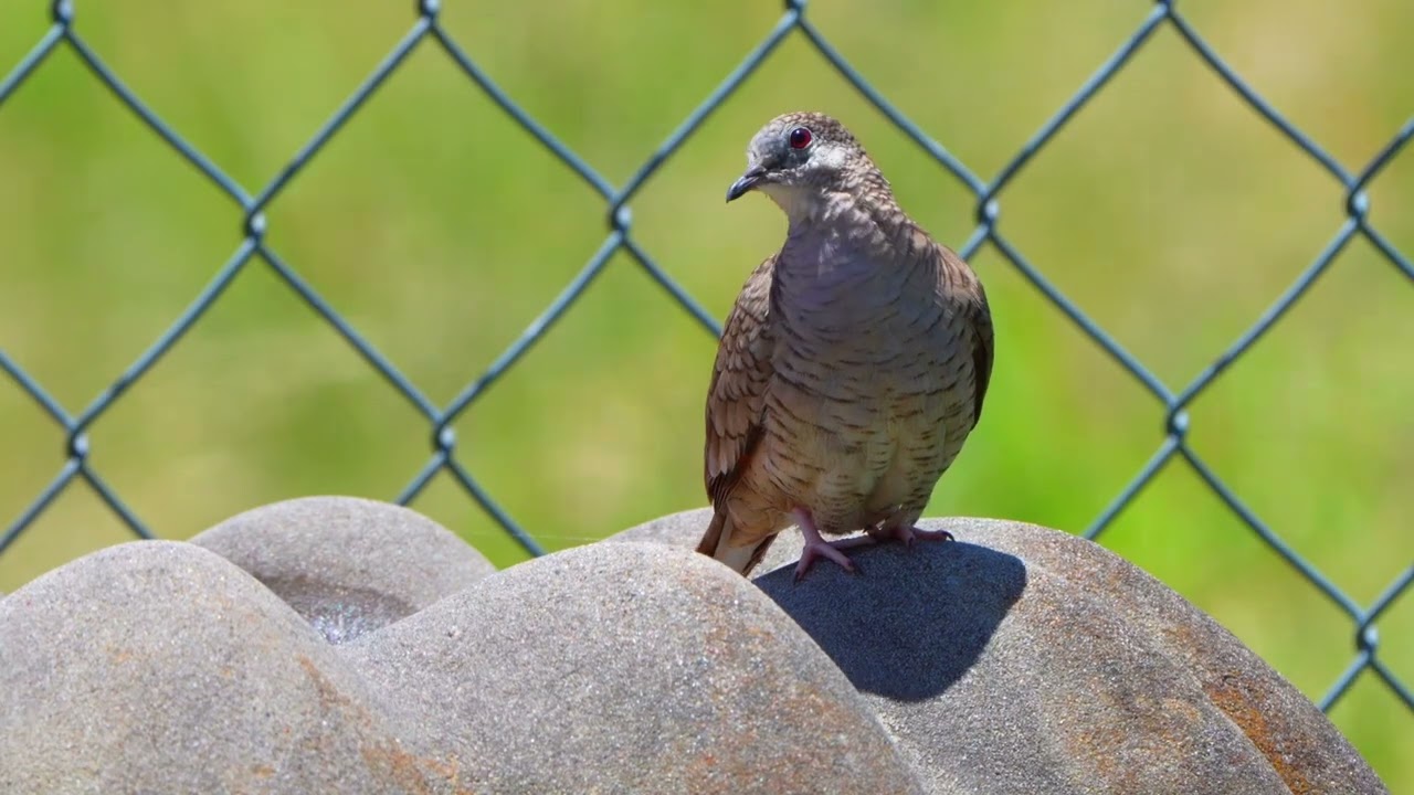 Birds on the fence