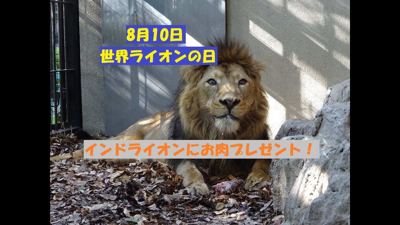 8月10日は世界ライオンの日