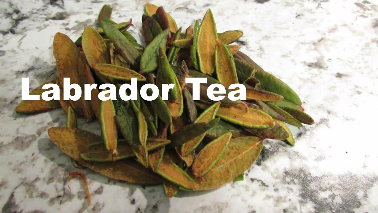 Collecting and Brewing Labrador Tea