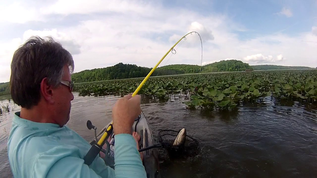 Big Snakehead on the Potomac River