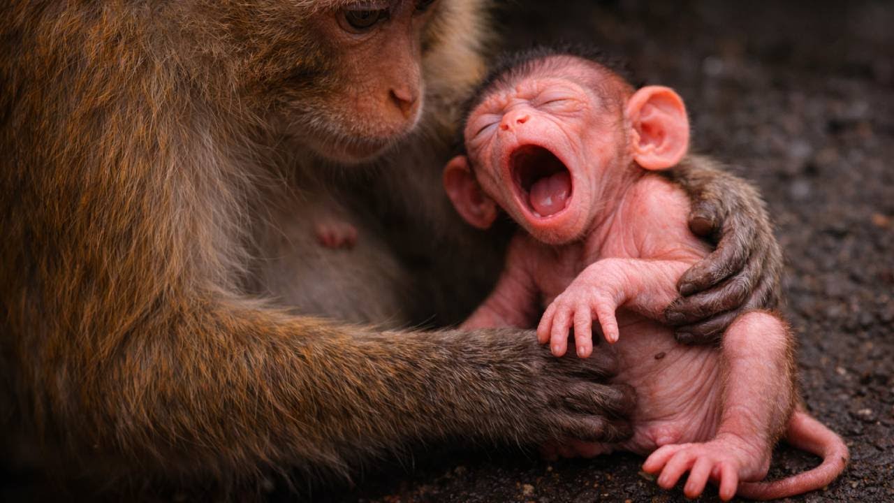 🔴 LIVE: Pure Motherhood 🐵 Young Monkey and Her Newborn