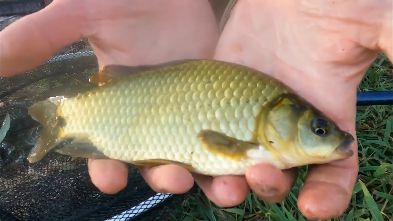 Pesca aos pimpões assassinos !