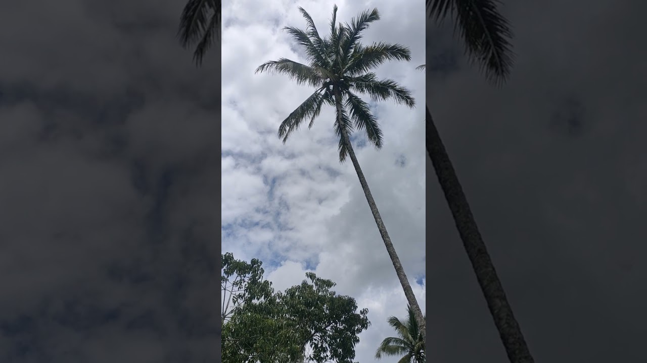 Uji nyali benar ini orang panjat pohon kelapa setinggi 50 m