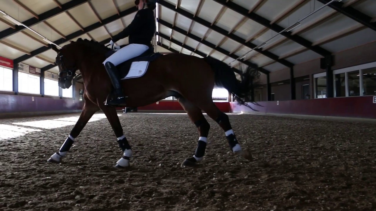 Equine Sports & Business: Technology in Training