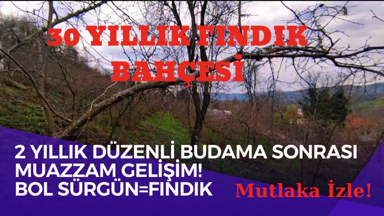 30 YILLIK FINDIK BAHÇESİ 2 YILLIK BUDAMA SONRASI MUAZZAM SÜRGÜN GELİŞİMİ! #hazelnut #fındık