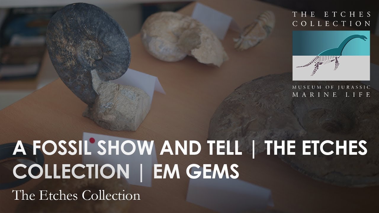 Fossil SHOW & TELL | Em Gems
