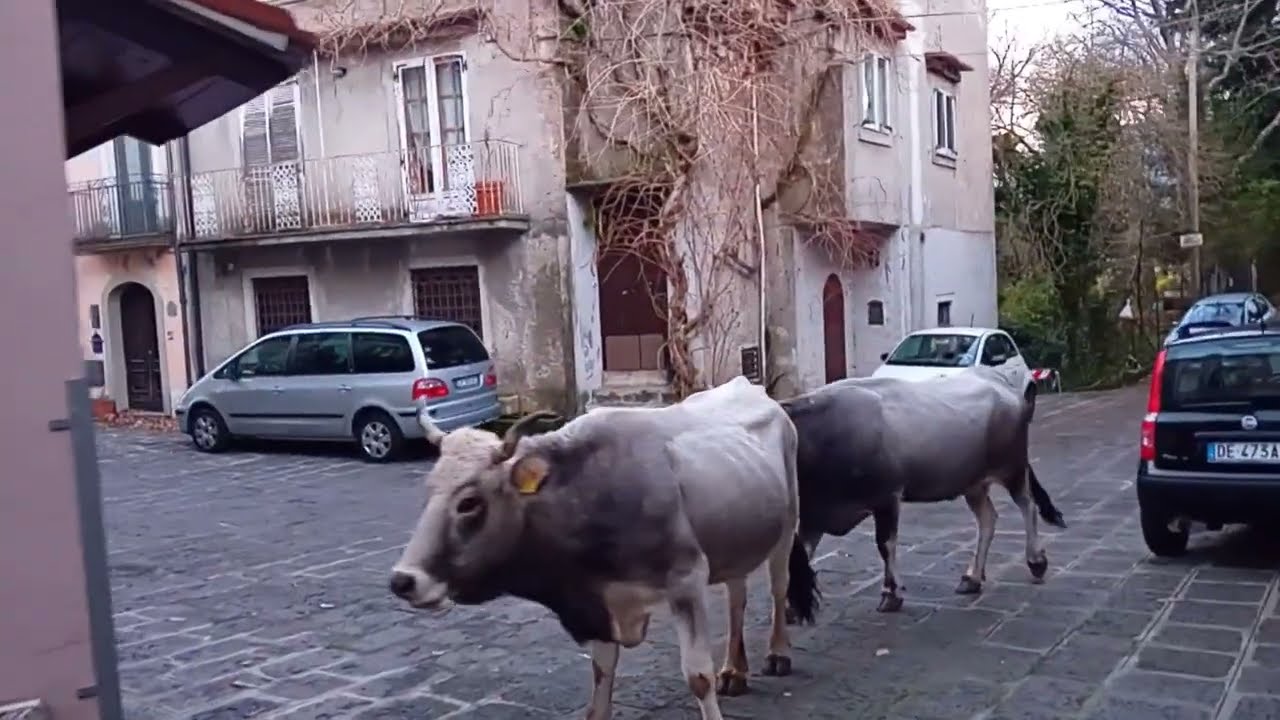 Ep80 Maratea to Trecchina: Loose cows, EU money wasted, garbage dumping