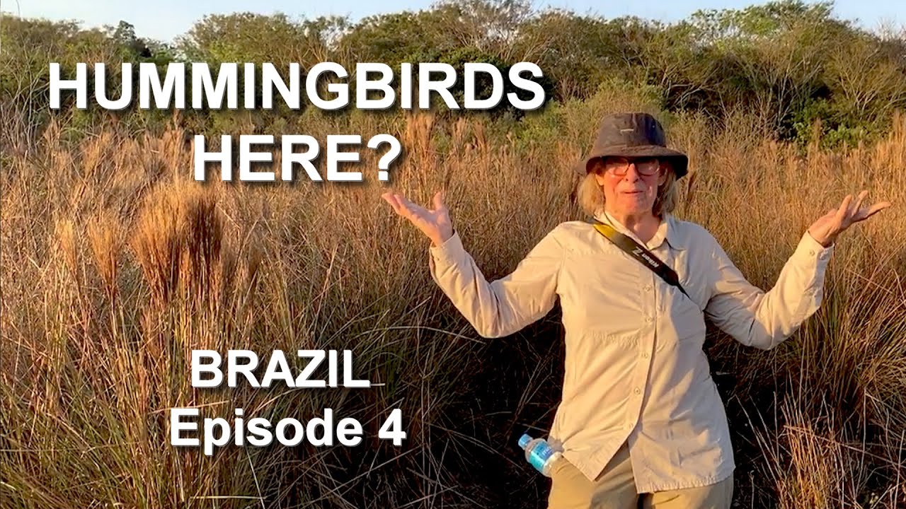 Is This Hummingbird Territory??? - Adventures in Brazil: Episode 4