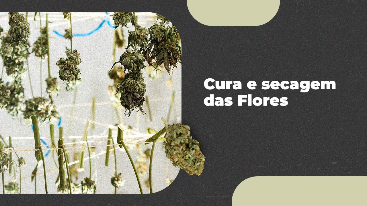 Como Funciona o Processo de Secagem das Flores de Cannabis?