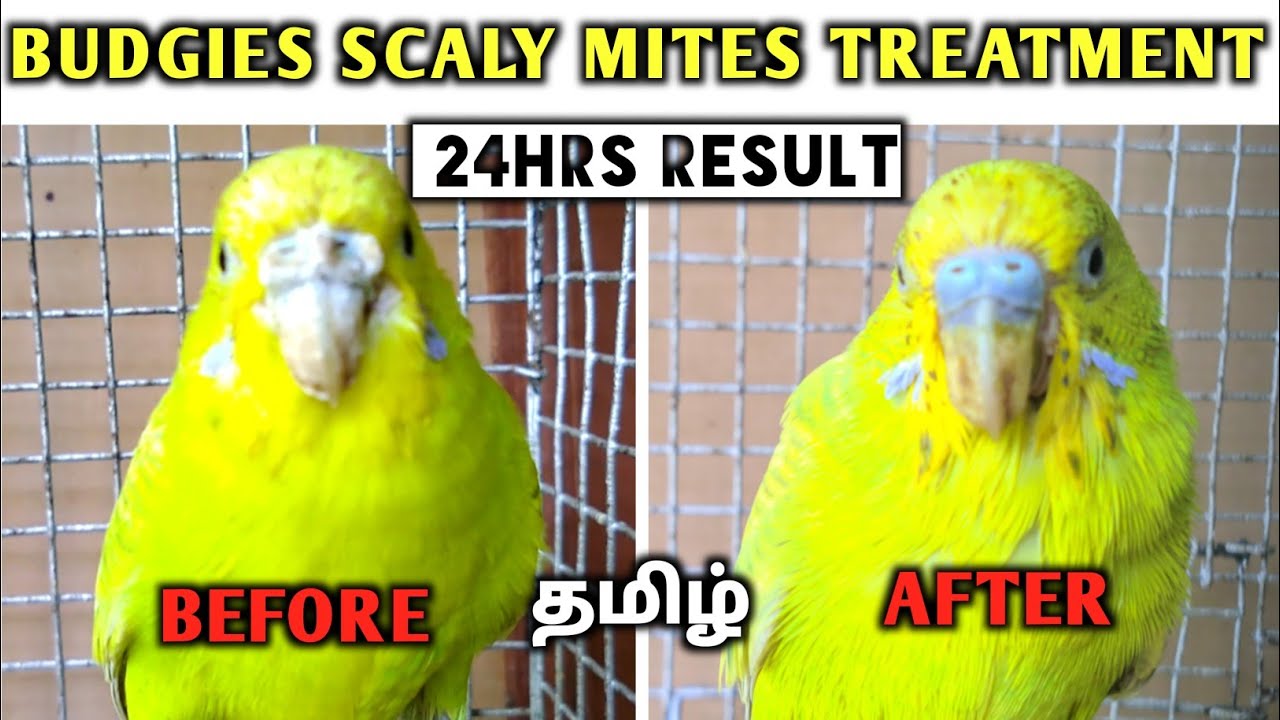 Budgies scaly mites treatment and cure /Tamil