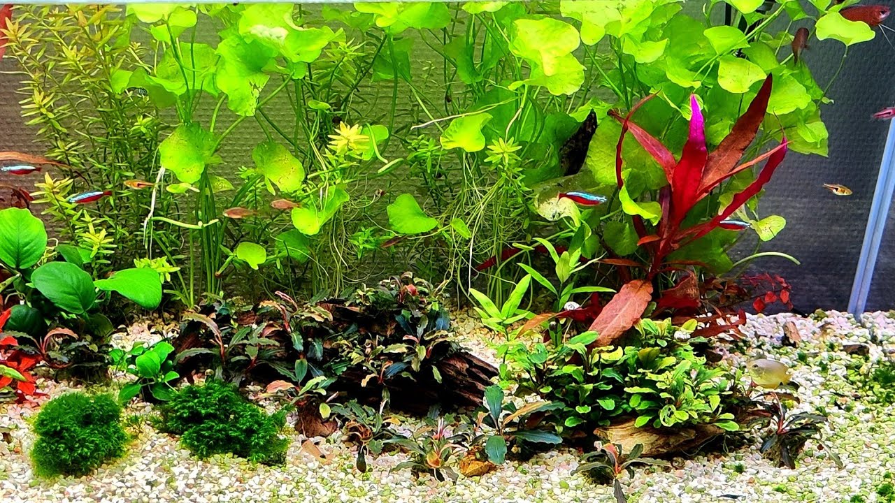 Krystalicznie czysta woda w akwarium i częste błedy w jej utrzymaniu cz1